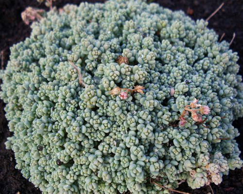 Седум густолистный серо-голубой (Sedum dasyphyllum)