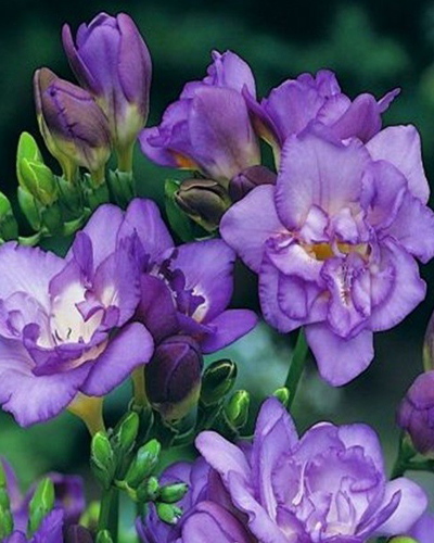 Фрезия Double Blue