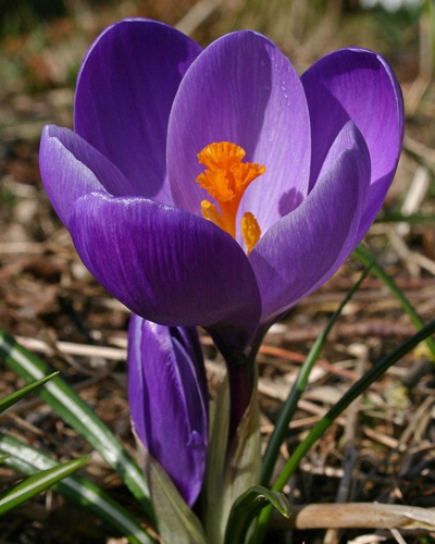 Крокус large flowering Flower Record