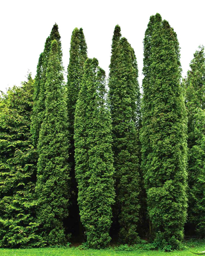 Туя западная Колумна (Thuja occidentalis Columna)