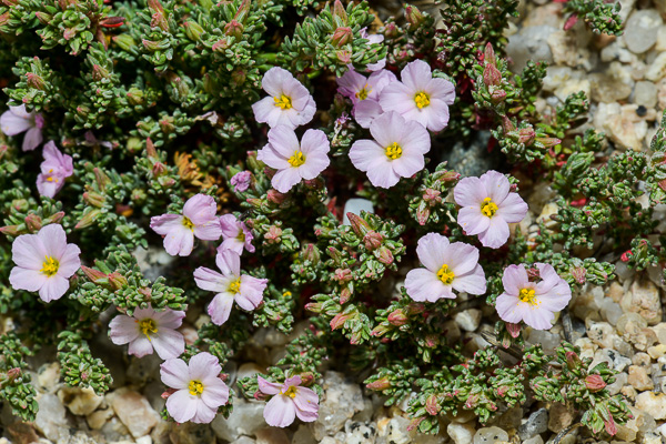 Франкения гладкая (Frankenia laevis)