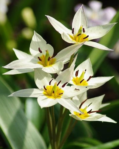 Тюльпан Botanical/Species Turkestanica