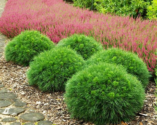 Сосна горная Варелла (Pinus mugo Varella) 