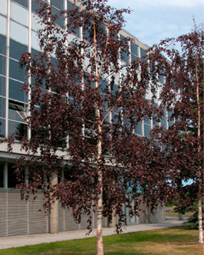 Береза повислая Пурпуреа (Betula pendula Purpurea)