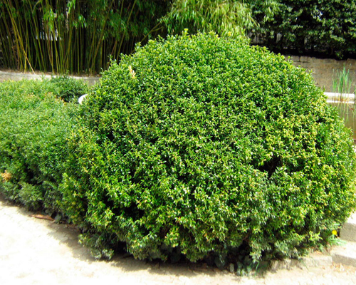 Самшит вечнозеленый (Buxus sempervirens)
