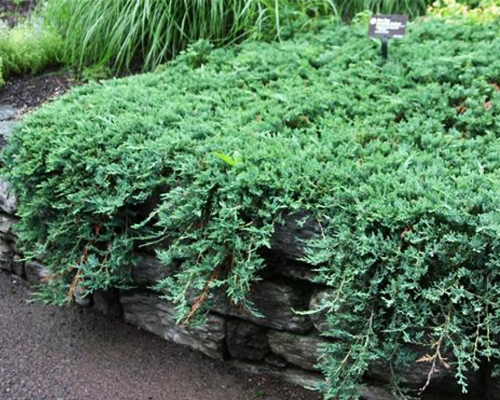 Можжевельник горизонтальный Вилтони (Juniperus horyzontalis Wiltonii)
