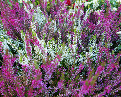Вереск обыкновенный (Calluna vulgaris)