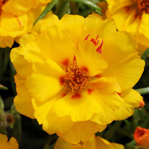 Портулак крупноцветковый Стопвотч Еллоу (Portulaca grandiflora Stopwatch Yellow)