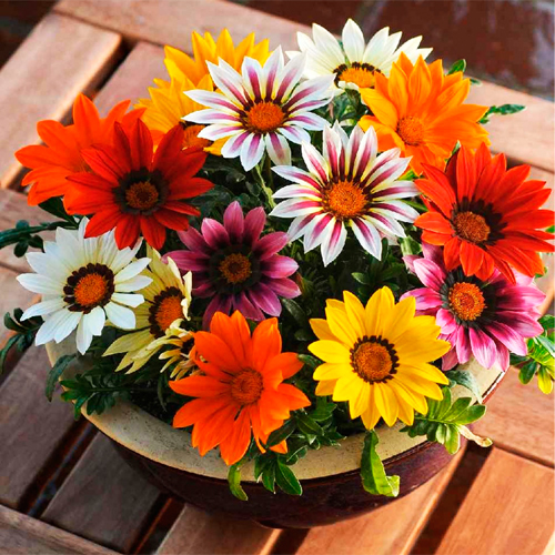 Газания кустовая гибридная Нью Дэй Микс (Gazania hybrida New Day Mix)