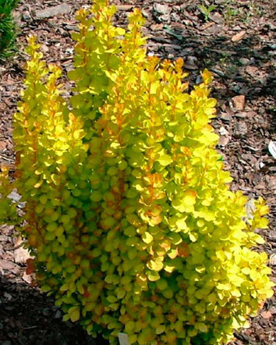Барбарис тунберга Голден Торч (Berberis thunbergii Golden Torch)