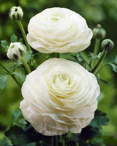 Ранункулюс Peony Type White