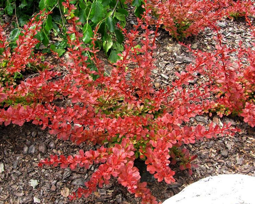 Барбарис тунберга Оранж Карпет (Berberis thunbergii Orange Carpet)