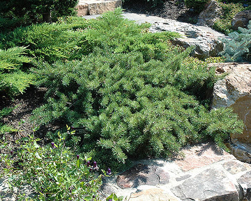 Сосна банкса Шудик (Pinus banksiana Schoodic)
