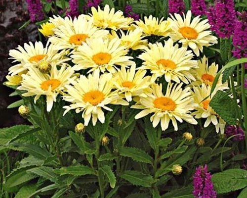 Нивяник Банана Крим (Leucanthemum superbum Banana Cream)