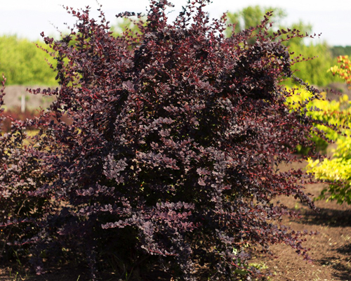 Барбарис оттавский Суперба (Berberis ottawensis Superba)