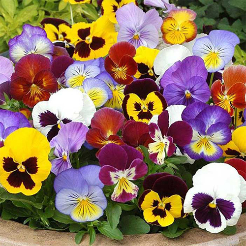 Виола крупноцветковая (Viola wittrockiana)