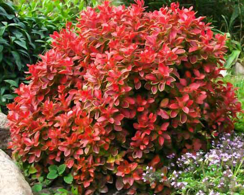 Барбарис тунберга Корал (Berberis thunbergii Coral)