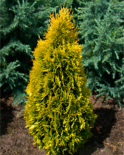 Туя западная Янтарь (Thuja occidentalis Jantar)