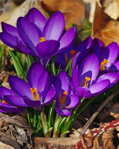 Крокус botanical Ruby Giant