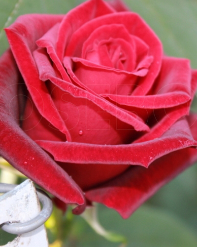 роза Черный Принц (Black Prince)
