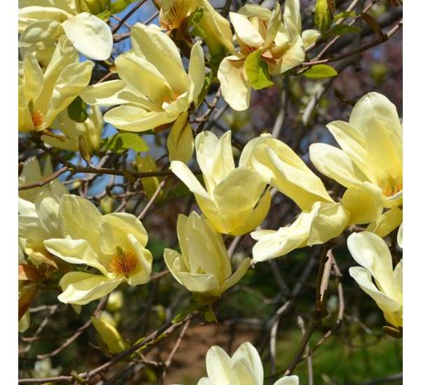 Магнолия бруклинская Элизабет (Magnolia brooklynensis Elizabeth)
