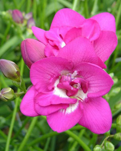 Фрезия Double Pink