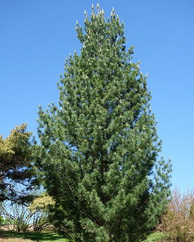 Сосна веймутова Фастигиата (Pinus strobus Fastigiata)