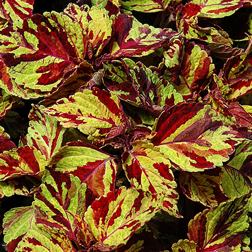 Колеус Визард Мозаик (Coleus Wisard Mosaic)