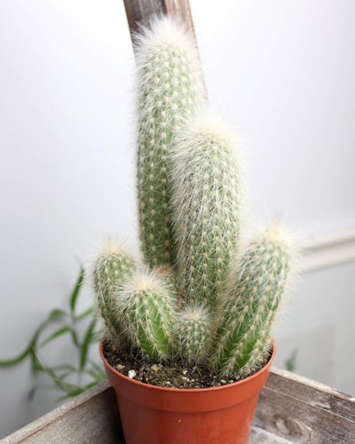 Кактус Cleistocactus Strausii