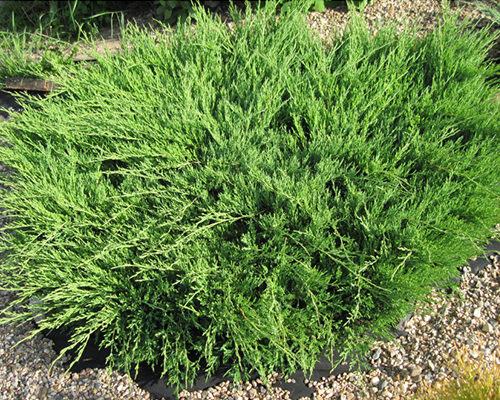 Можжевельник горизонтальный Плюмоза (Juniperus horizontalis Plumosa)