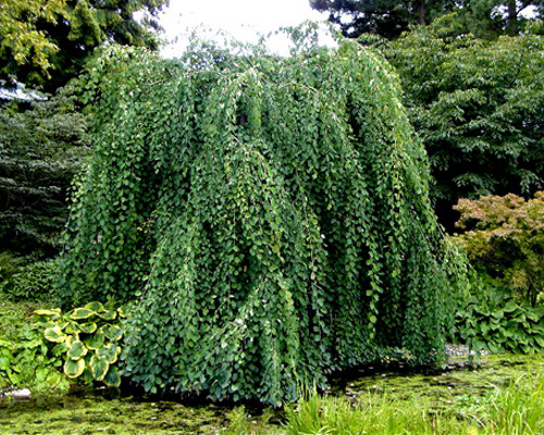Церцис японский Пендулум (Cercidiphyllum japonicum Pendulum)