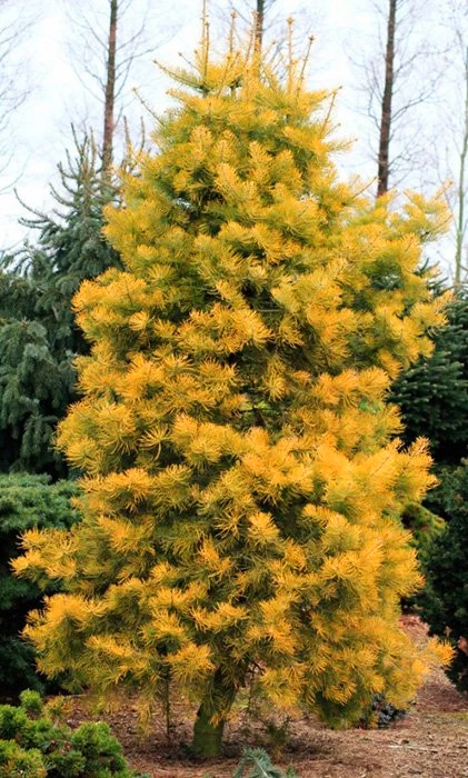 Пихта одноцветная Винтерголд (Abies concolor Wintergold)