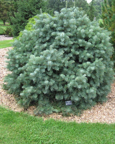Пихта одноцветная Компакта (Abies concolor Compacta)