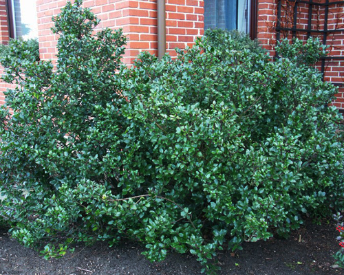 Падуб мезерва Блю Принц (Ilex meserveae Blue Prince)