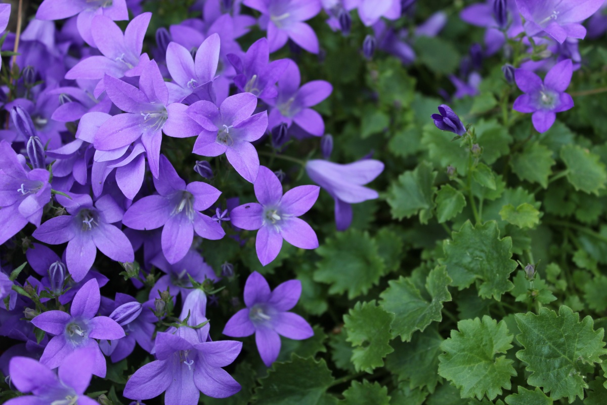 Колокольчик портеншлага (Campanula portenschlagiana)