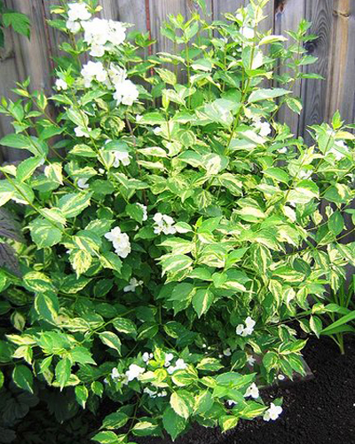 Чубушник гибридный Инносенс (Philadelphus coronarius Innocence)