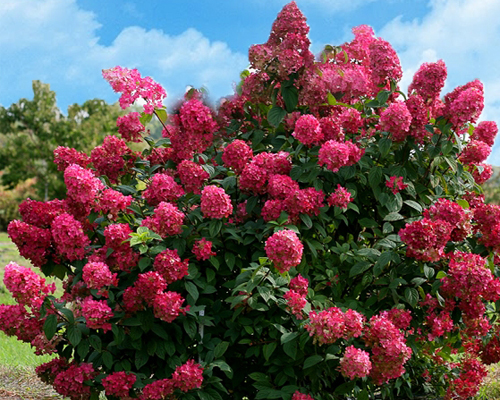 Гортензия метельчатая Вимс Ред (Hydrangea paniculata Wim's Red)