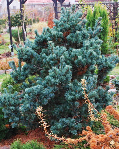 Сосна мелкоцветковая Негиши (Pinus parviflora Negishi)