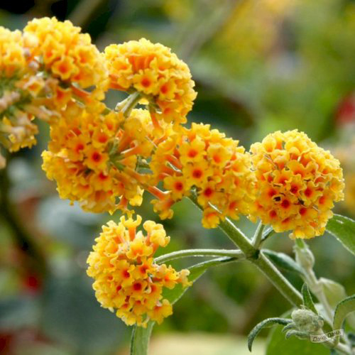 Буддлея давида Санголд (Buddleja davidii Sungold)