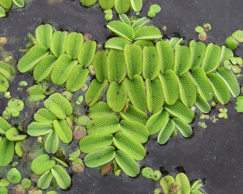 Сальвиния плавающая (Salvinia natans)