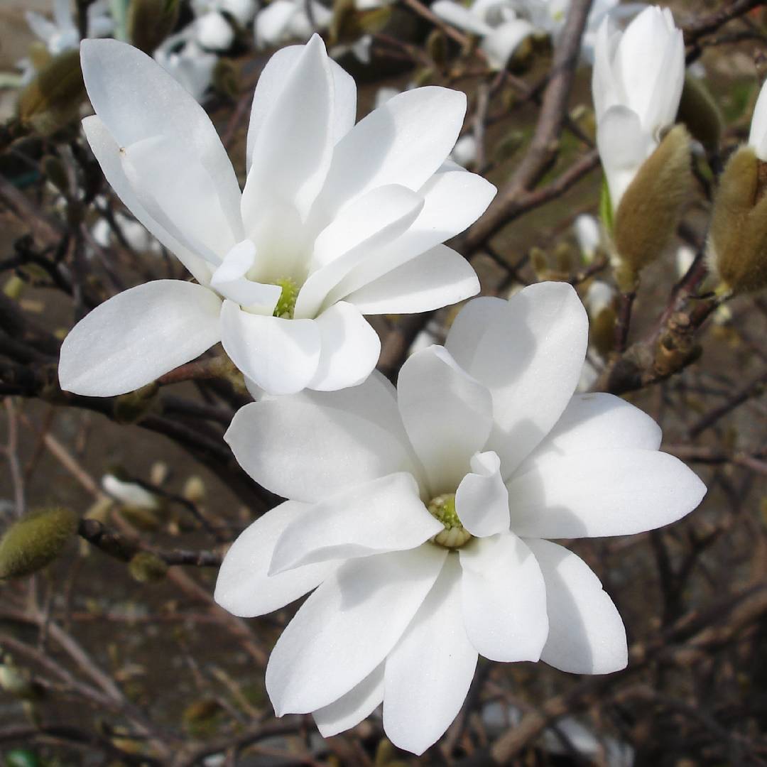 Магнолия лебнера Меррилл (Magnolia loebneri Merrill)