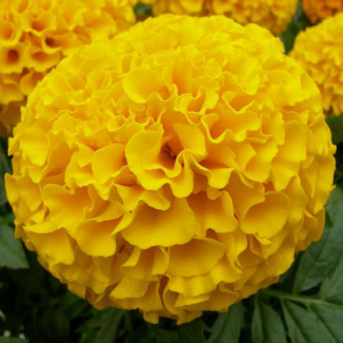 Тагетес прямостоячий Антигуа Голд (Tagetes еrecta Antigua Gold)