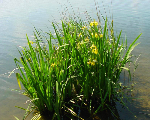 Аир болотный / обыкновенный (Acorus calamus)