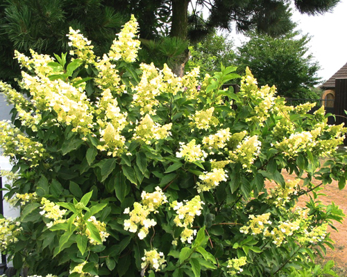 Гортензия метельчатая Кендллайт (Hydrangea paniculata Candlelight)