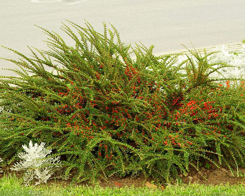 Кизильник гибридный Корал Бьюти (Cotoneaster dammeri Royal Beauty)