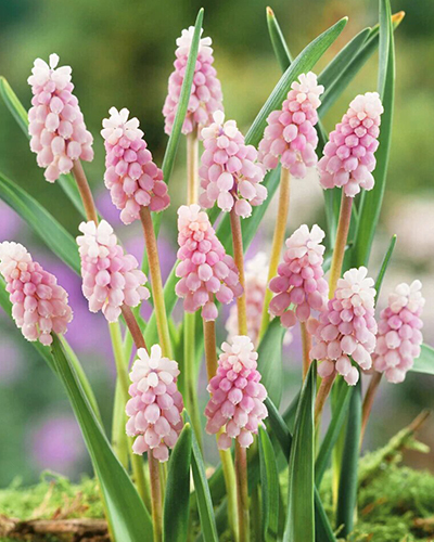 Мускари Пинк Санрайз (Muscari Pink Sunrise)