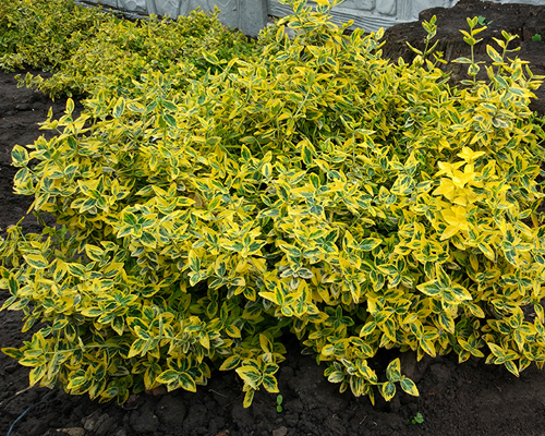Бересклет форчуна Эмеральд энд Голд (Euonymus fortunei Emerald & Gold)