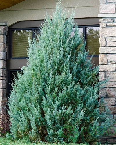 Можжевельник скальный Блю Хэвен (Juniperus scopulorum Blue Heaven)