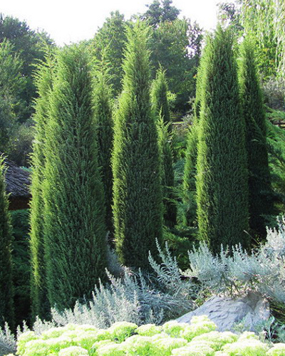 Можжевельник обыкновенный Хиберника (Juniperus communis Hibernica)