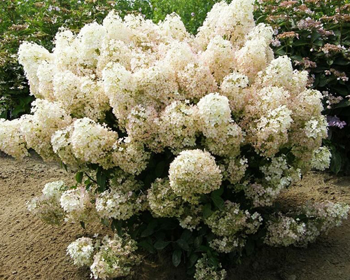 Гортензия метельчатая Бобо (Hydrangea paniculata Bobo)